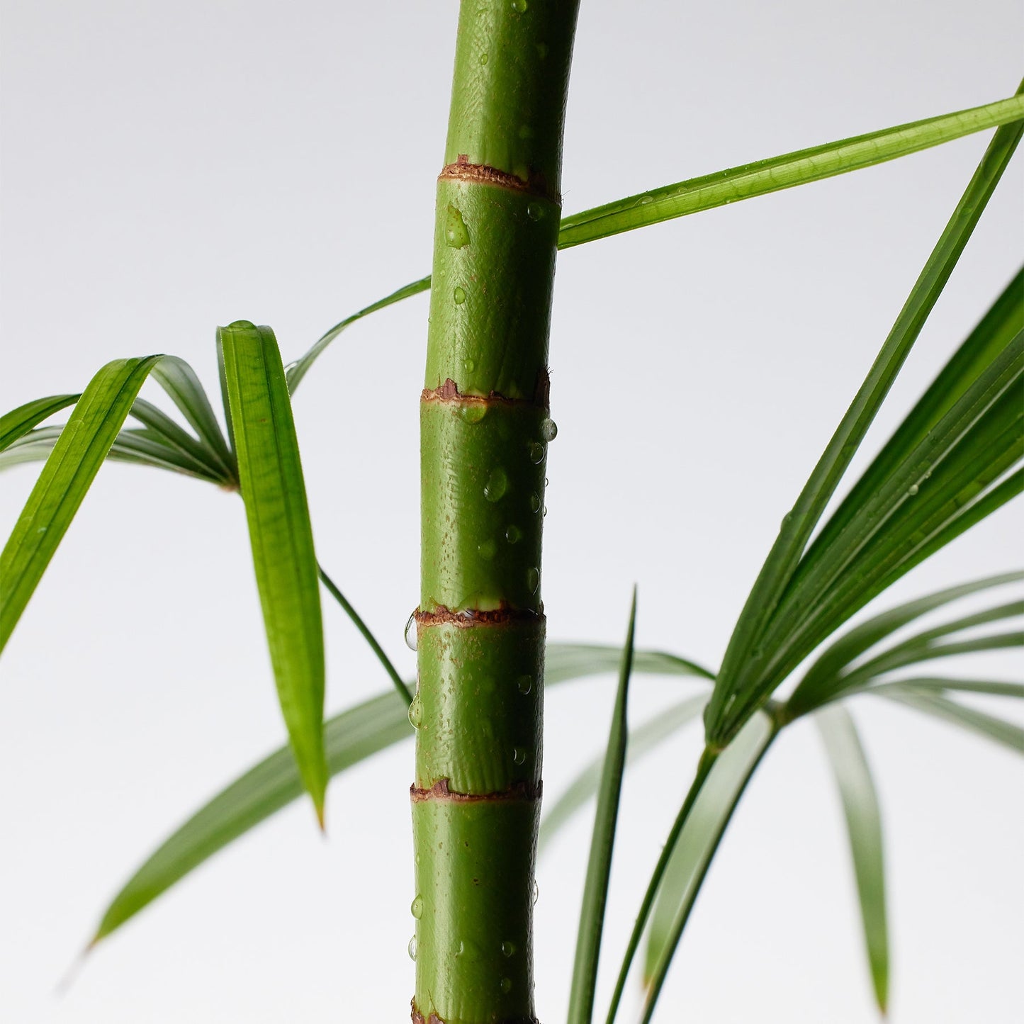 Mighty Bamboo Panthenol Cream || BUY ONE GET ONE FREE